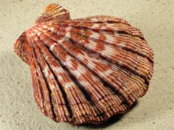 Nodipecten nodosus - Pectinidae