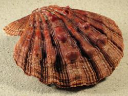 Nodipecten nodosus - Pectinidae