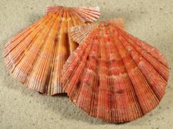 Nodipecten nodosus - Pectinidae