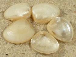 Nucula sulcata - Nuculidae