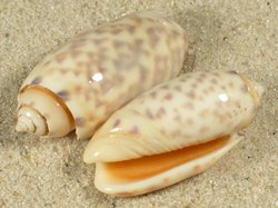Oliva annulata - Olividae