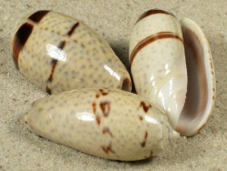 Oliva bulbosa - Olividae