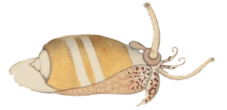 Oliva carneola - Olividae