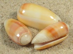 Oliva carneola - Olividae