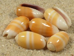 Oliva carneola - Olividae