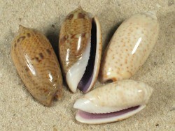 Oliva caroliniana  - Olividae