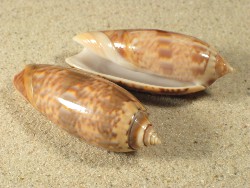 Oliva concinna - Olividae