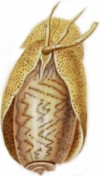 Oliva elegans - Olividae