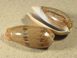 Oliva funebralis - Olividae