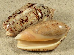 Oliva incrassata - Olividae