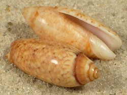 Oliva leonardhilli - Olividae