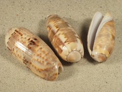 Oliva ornata - Olividae