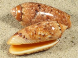 Oliva mantichora - Olividae