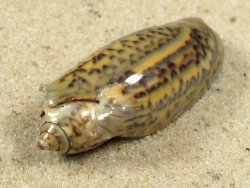 Oliva oliva - Olividae