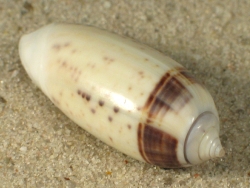 Oliva oliva - Olividae