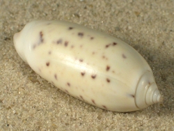 Oliva oliva - Olividae