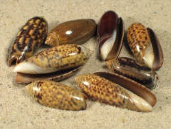 Oliva oliva - Olividae