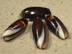 Oliva oliva - Olividae