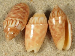 Oliva parkinsoni - Olividae