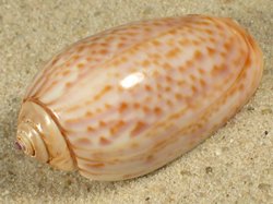 Oliva peruviana - Olividae