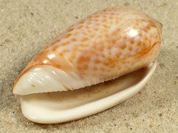 Oliva peruviana - Olividae