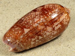 Oliva porphyria - Olividae