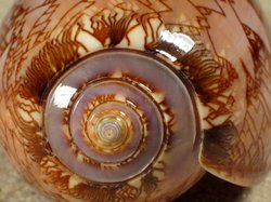 Oliva porphyria - Olividae