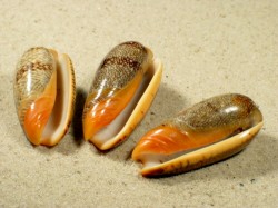 Oliva reticulata - Olividae