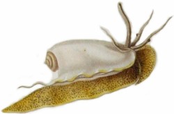 Oliva reticulata - Olividae
