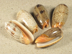 Oliva reticulata - Olividae