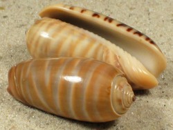 Oliva rufula - Olividae