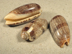 Oliva sericea - Olividae