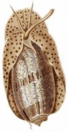 Oliva sericea - Olividae