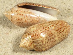 Oliva spicata - Olividae