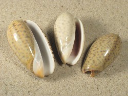 Oliva tigrina - Olividae