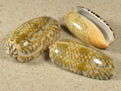 Oliva tricolor - Olividae