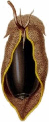 Oliva vidua - Olividae
