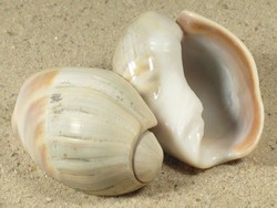 Olivancillaria auricularia  - Olividae