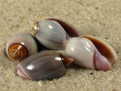 Olivella biplicata - Olivellidae