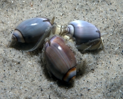 Olivella biplicata - Olivellidae