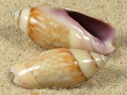 Olivella dama - Olivellidae