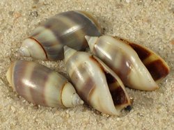 Olivella semistriata - Olivellidae