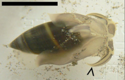 Olivella semistriata - Olivellidae