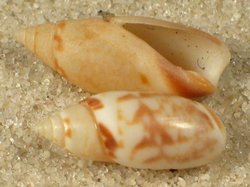 Olivella spreta - Olivellidae
