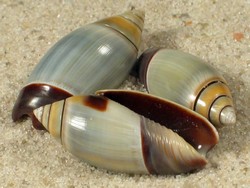 Olivella volutella - Olivellidae