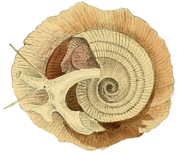 Onustus exutus - Xenophoridae