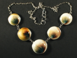 Turbo petholatus - Turbinidae