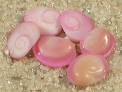 Astralium provisorium - Turbinidae