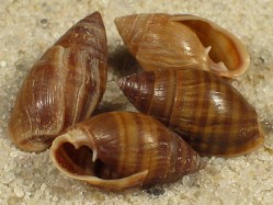 Pleuroloba costellaris - Ellobiidae