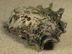 Ostrea stentina - Ostreidae